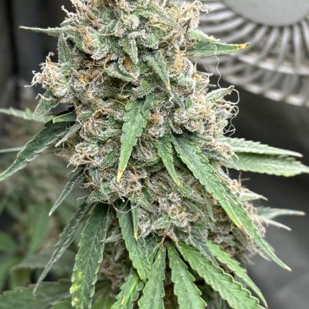 Pink kush Barney’s Farm