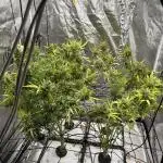 Aeroponic Auto Straw/Banana and GP XL