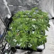 Gelato #33 Advanced seeds