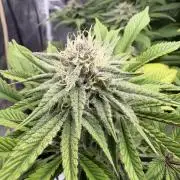 Gelato #33 Advanced seeds