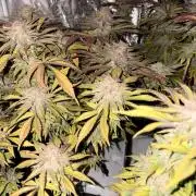 Gelato #33 Advanced seeds