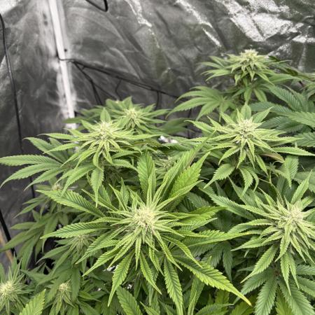 Gelato #33 Advanced seeds