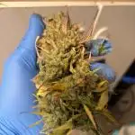 Aeroponic Auto Straw/Banana and GP XL