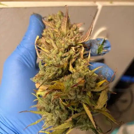 Aeroponic Auto Straw/Banana and GP XL