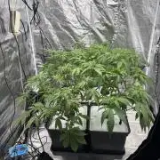 Gelato #33 Advanced seeds