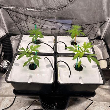 Gorilla Glue 4- GB seeds-Aeroponic (GG4)