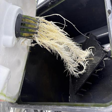 Gelato #33 Advanced seeds