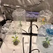 Gorilla Glue 4- GB seeds-Aeroponic (GG4)