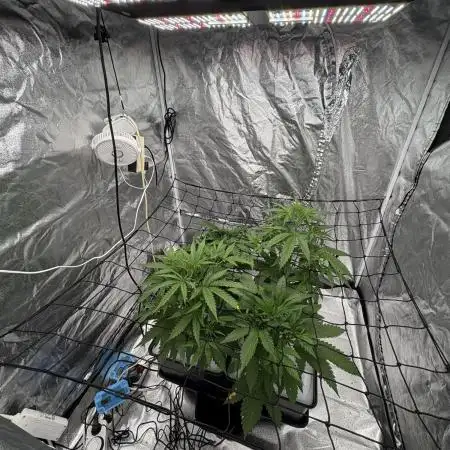 Auto Strawbey Banana and Green Poison XL