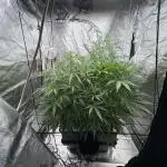 Aeroponic Auto Straw/Banana and GP XL