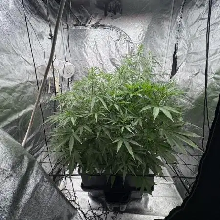 Aeroponic Auto Straw/Banana and GP XL