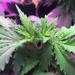 Green Crack