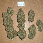 Critical - Royal Queen Seeds