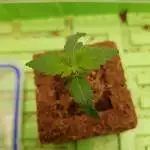 CLU048 Grow #1 - T