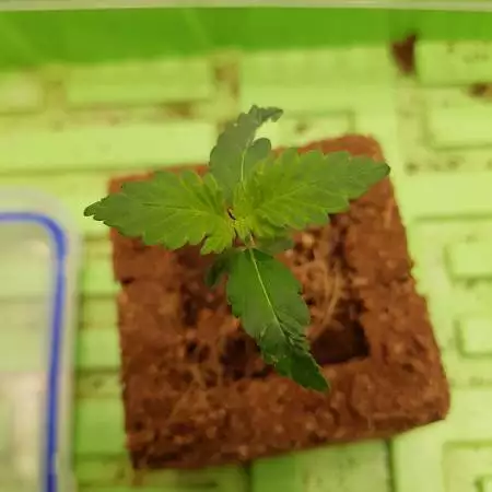 CLU048 Grow #1 - T
