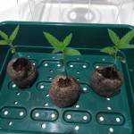 Candy Kush Express RQS