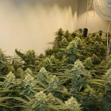 royal queen seeds sweet zz