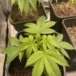 GSC fem #2