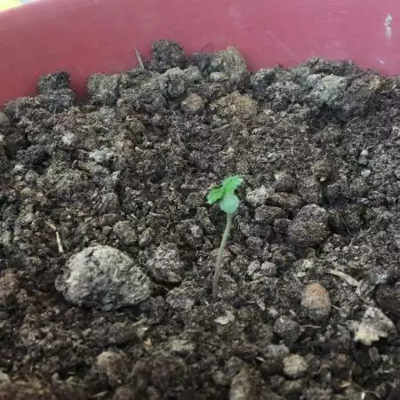 Diesel auto