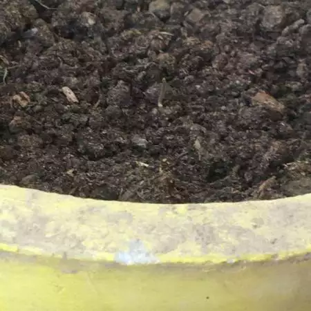 Auto kush balcony grow 