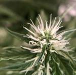 Big Bang Auto 8.20