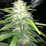 First Auto Grow