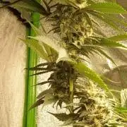 Hash bomb done properly