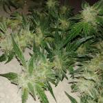 Royal AK auto