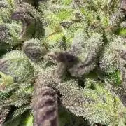zombie punch