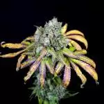 Irie Genetics Test Seeds