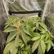 Durban Poison in a mini Tent