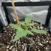 Durban Poison mini grow challenge