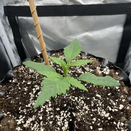 Durban Poison mini grow challenge
