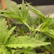 Durban Poison mini grow challenge