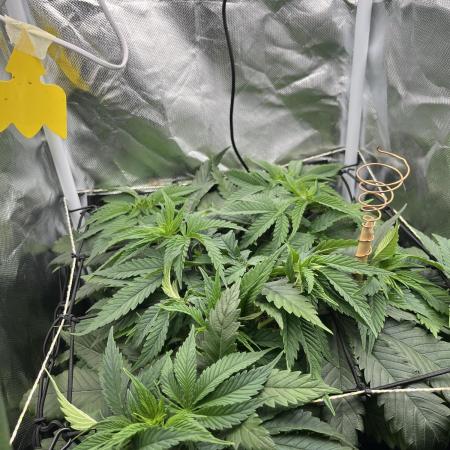 Durban Poison in a mini Tent