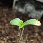 Buddha Critical