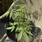 Divine Seeds - Auto Moon Rock