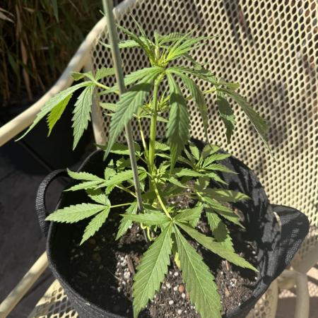Divine Seeds - Auto Moon Rock