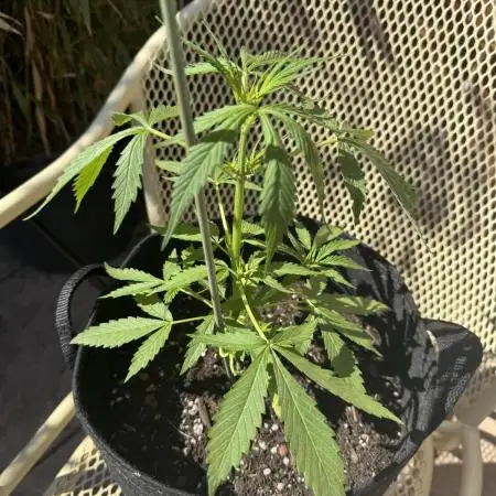 Divine Seeds - Auto Moon Rock