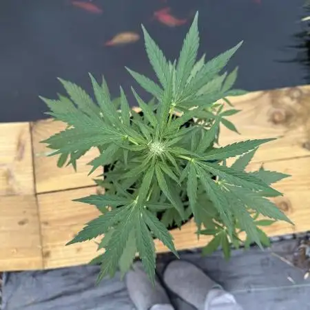 Divine Seeds - Auto Fractal