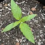 Divine Seeds - Auto Fractal