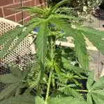 Divine Seeds - Auto Fractal