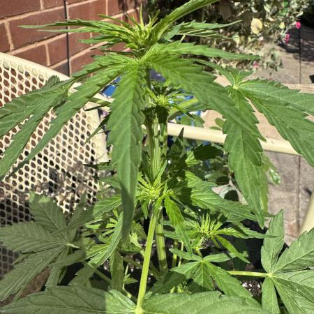 Divine Seeds - Auto Fractal
