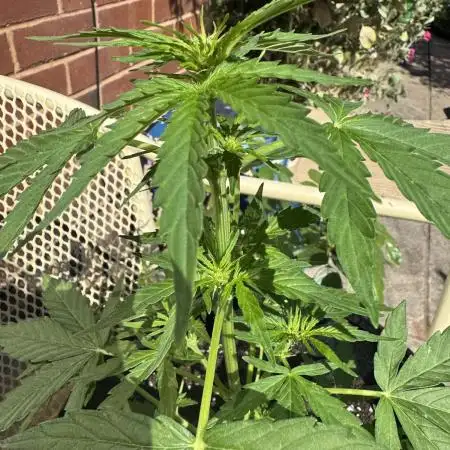 Divine Seeds - Auto Fractal