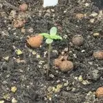 Divine Seeds - Auto Kabul