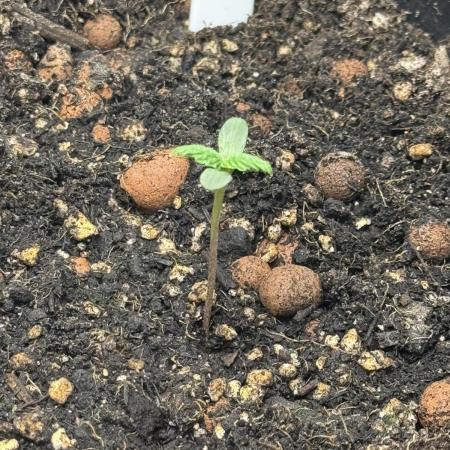 Divine Seeds - Auto Kabul