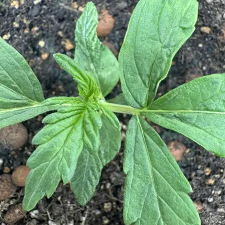 Divine Seeds - Auto Kabul
