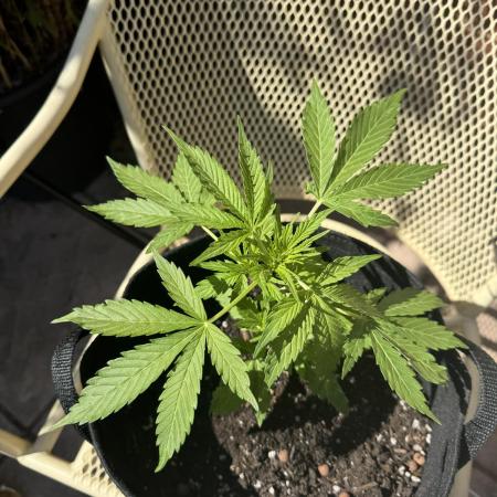 Divine Seeds - Auto Northern Lights