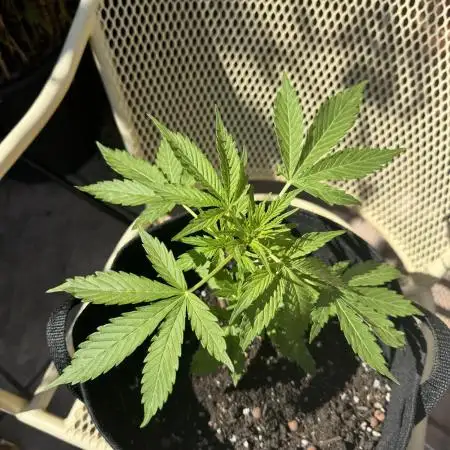 Divine Seeds - Auto Northern Lights
