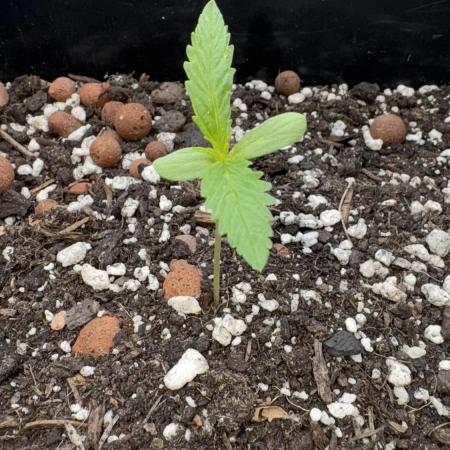 Divine Seeds - Auto Moon Rock